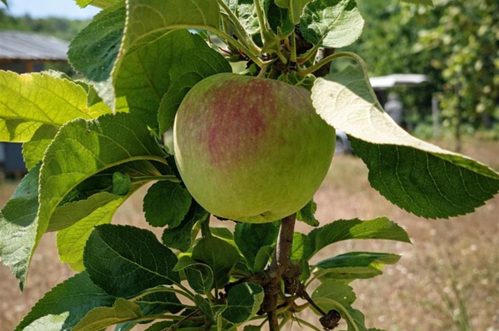 Sakarya Geyve'de Satılık Bahçe