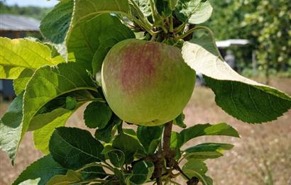 Sakarya Geyve'de Satılık Bahçe