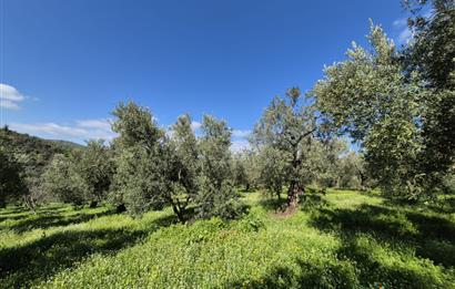 C21 Cius; Muratoba İmar Sınırına 226 m Yola Cepheli Zeytinlik