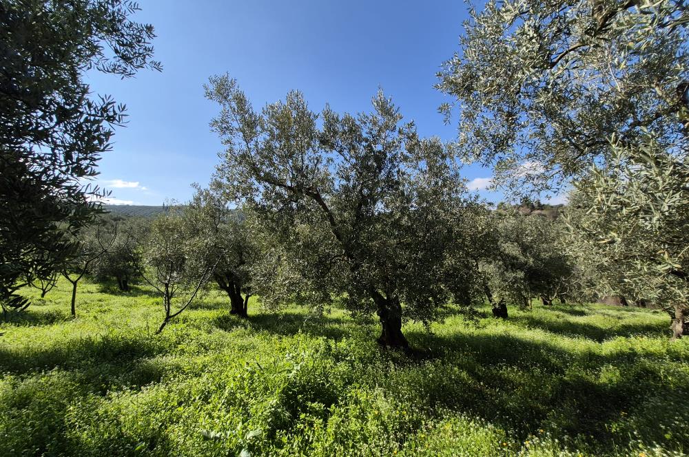 C21 Cius; Muratoba İmar Sınırına 226 m Yola Cepheli Zeytinlik