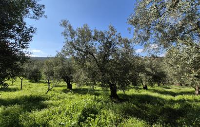 C21 Cius; Muratoba İmar Sınırına 226 m Yola Cepheli Zeytinlik