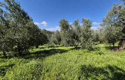 C21 Cius; Muratoba İmar Sınırına 226 m Yola Cepheli Zeytinlik