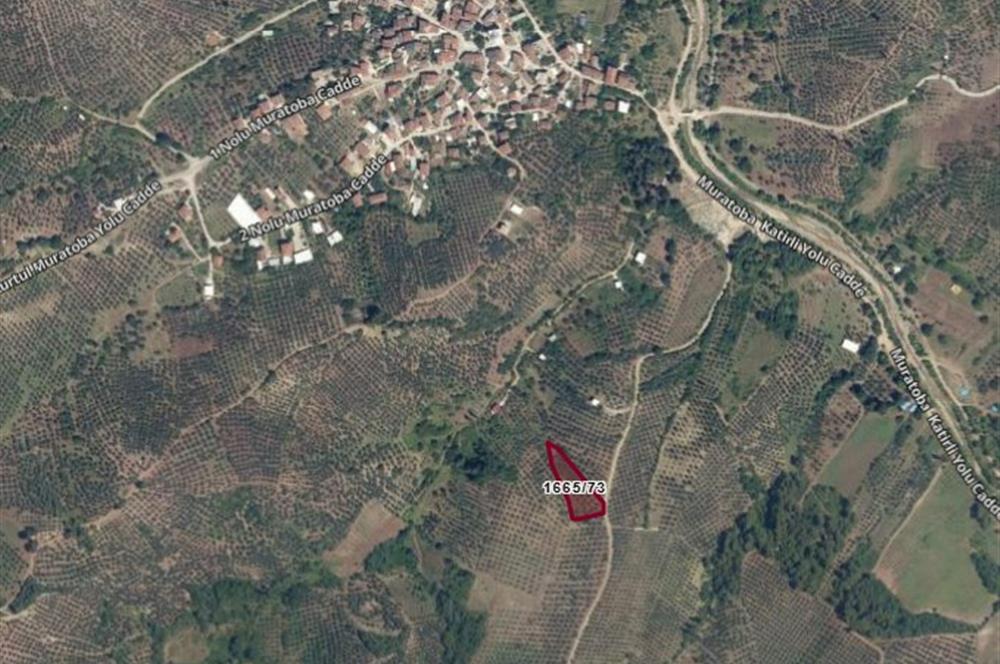 C21 Cius; Muratoba İmar Sınırına 226 m Yola Cepheli Zeytinlik