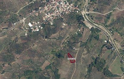 C21 Cius; Muratoba İmar Sınırına 226 m Yola Cepheli Zeytinlik
