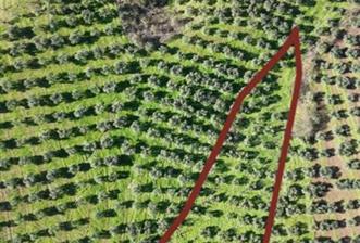 C21 Cius; Muratoba İmar Sınırına 226 m Yola Cepheli Zeytinlik - 6 - 32620