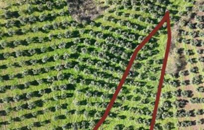 C21 Cius; Muratoba İmar Sınırına 226 m Yola Cepheli Zeytinlik