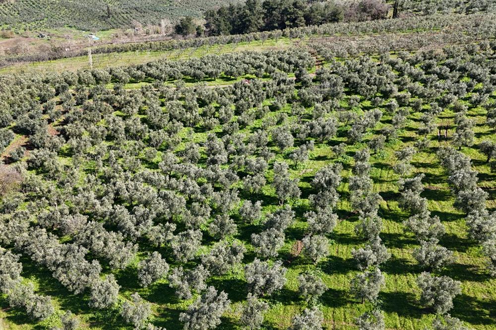 C21 Cius; Muratoba İmar Sınırına 226 m Yola Cepheli Zeytinlik