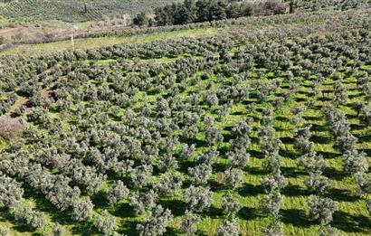 C21 Cius; Muratoba İmar Sınırına 226 m Yola Cepheli Zeytinlik