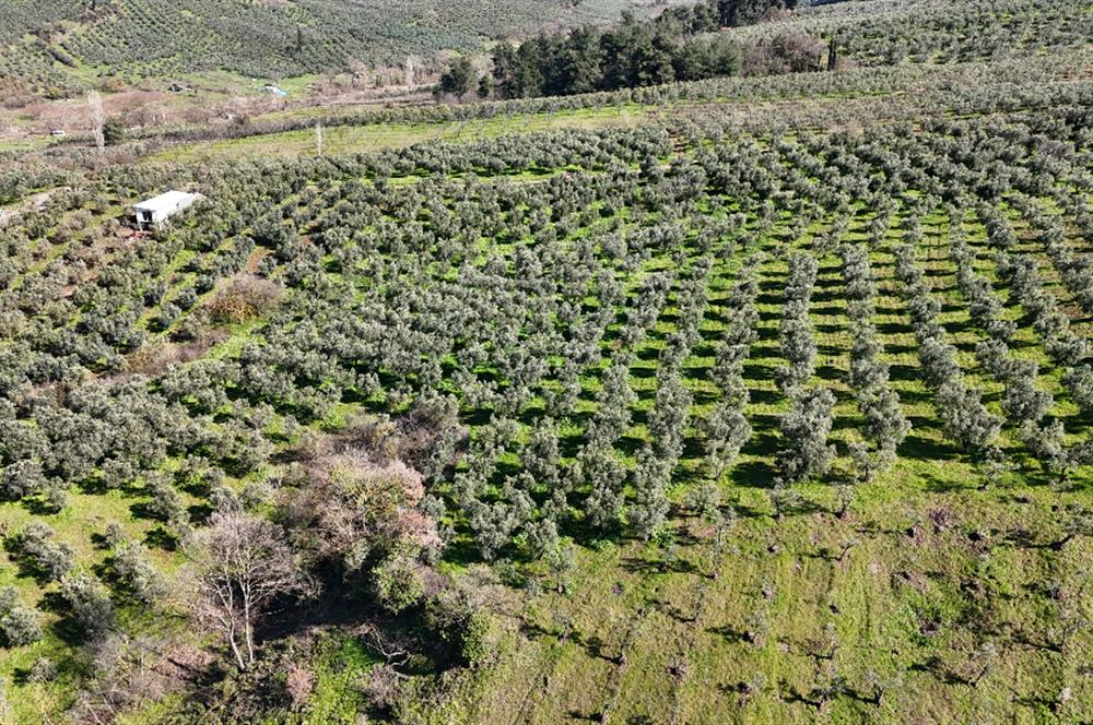 C21 Cius; Muratoba İmar Sınırına 226 m Yola Cepheli Zeytinlik