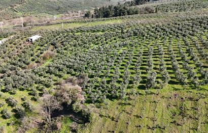 C21 Cius; Muratoba İmar Sınırına 226 m Yola Cepheli Zeytinlik
