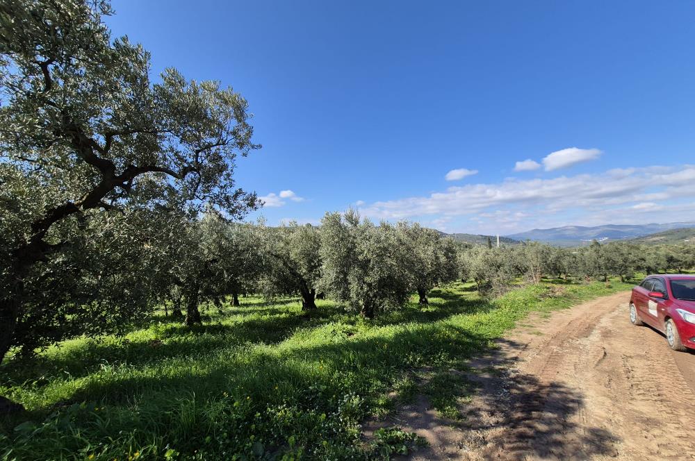 C21 Cius; Muratoba İmar Sınırına 226 m Yola Cepheli Zeytinlik