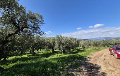 C21 Cius; Muratoba İmar Sınırına 226 m Yola Cepheli Zeytinlik