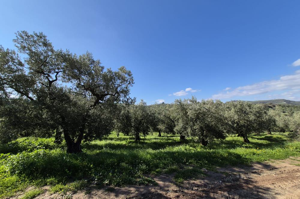 C21 Cius; Muratoba İmar Sınırına 226 m Yola Cepheli Zeytinlik