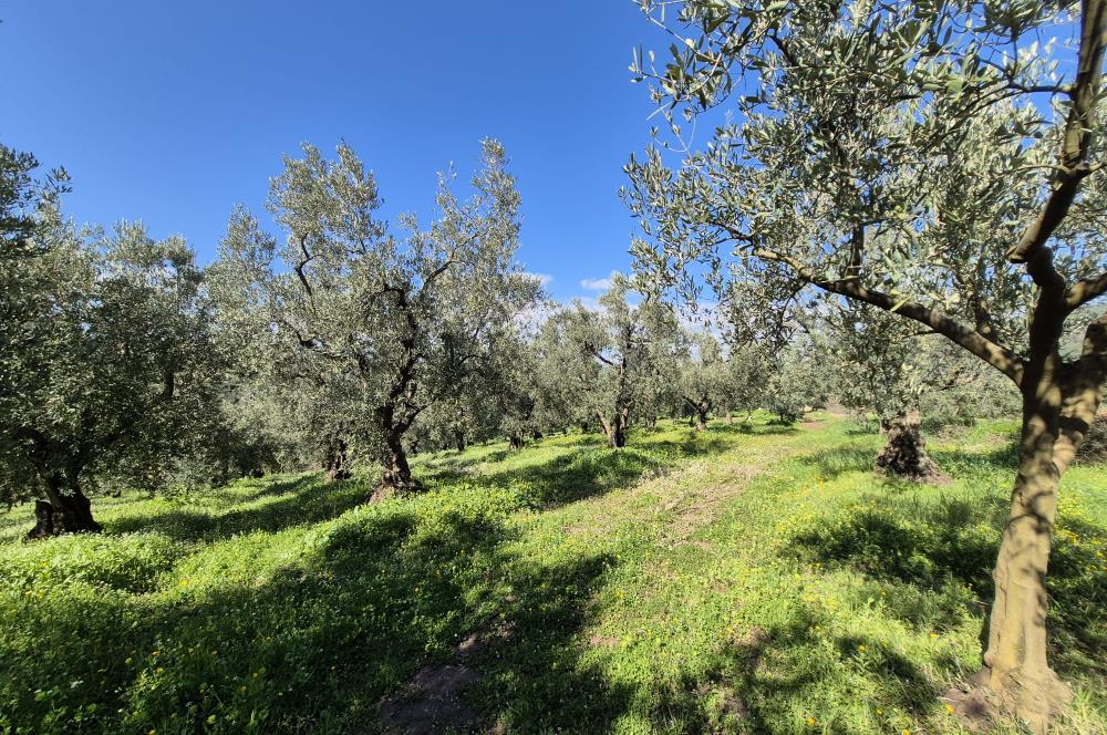 C21 Cius; Muratoba İmar Sınırına 226 m Yola Cepheli Zeytinlik