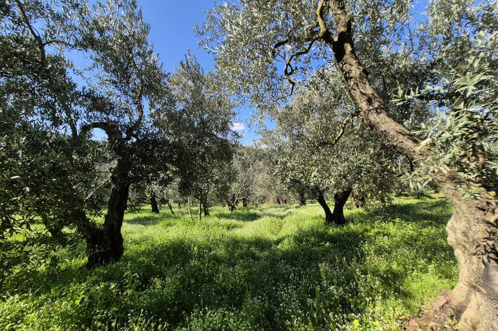 C21 Cius; Muratoba İmar Sınırına 226 m Yola Cepheli Zeytinlik