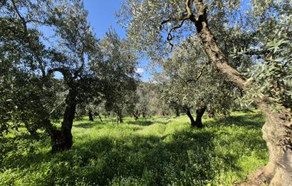C21 Cius; Muratoba İmar Sınırına 226 m Yola Cepheli Zeytinlik