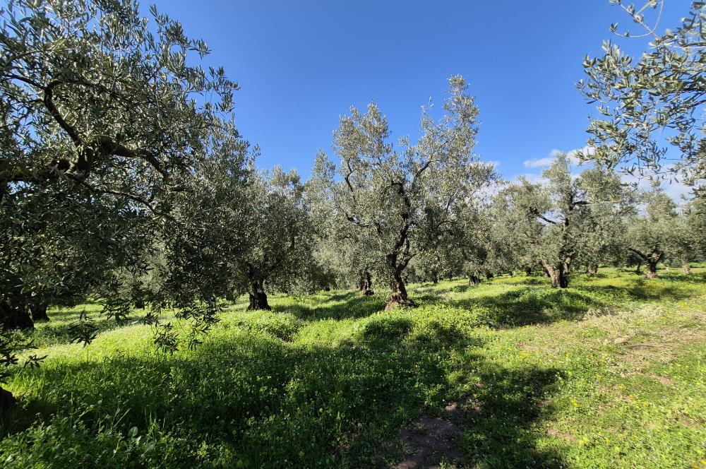 C21 Cius; Muratoba İmar Sınırına 226 m Yola Cepheli Zeytinlik