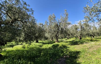 C21 Cius; Muratoba İmar Sınırına 226 m Yola Cepheli Zeytinlik