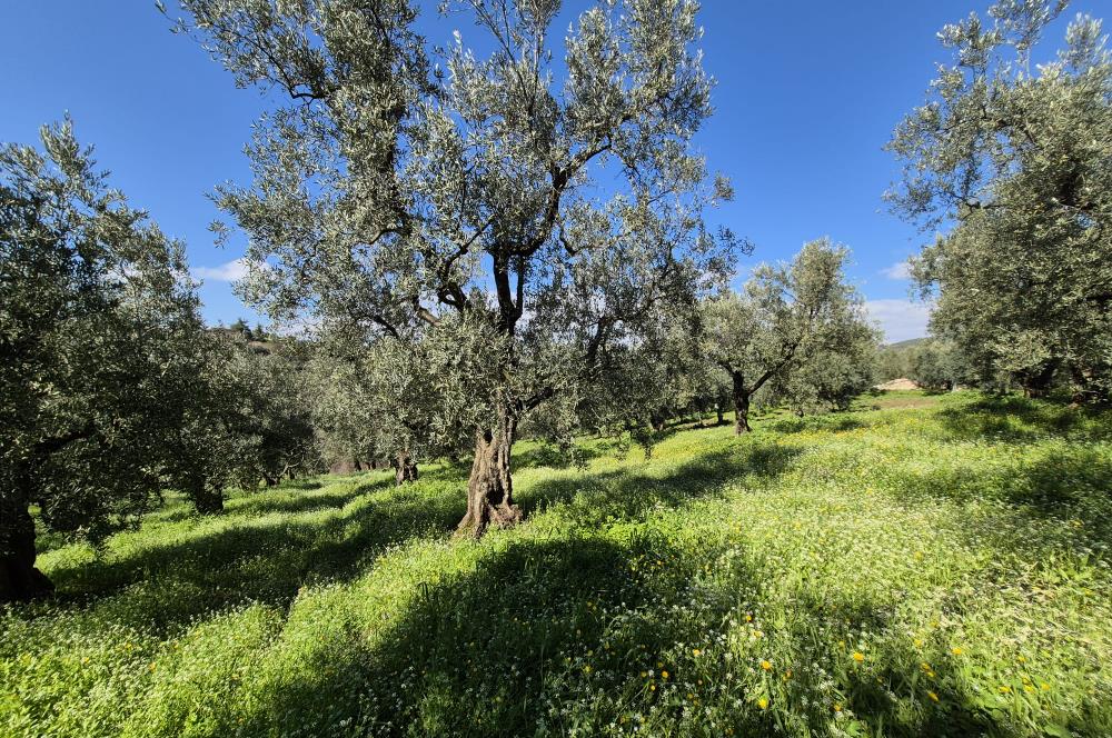 C21 Cius; Muratoba İmar Sınırına 226 m Yola Cepheli Zeytinlik
