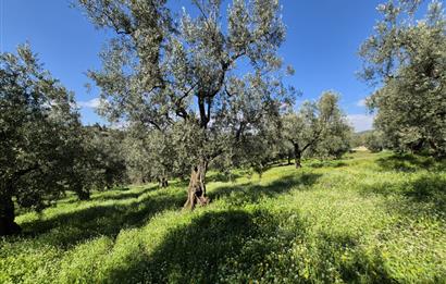 C21 Cius; Muratoba İmar Sınırına 226 m Yola Cepheli Zeytinlik