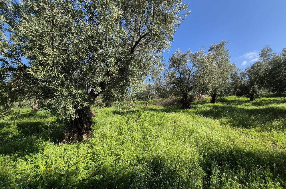 C21 Cius; Muratoba İmar Sınırına 226 m Yola Cepheli Zeytinlik