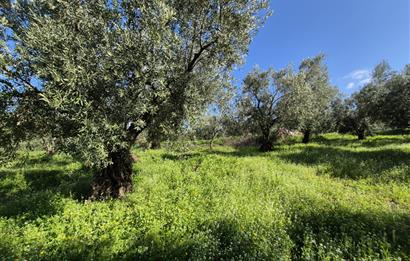 C21 Cius; Muratoba İmar Sınırına 226 m Yola Cepheli Zeytinlik