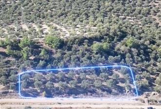 Ayvalık Gazikemalpaşa'da Satılık, Kanal Yolu Üstünde Zeytinlik - 6 - 32565