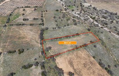 DENİZLİ SERİNHİSAR CUMHURİYET MAHALLESİ'NDE SATILIK 6011m2 TARLA