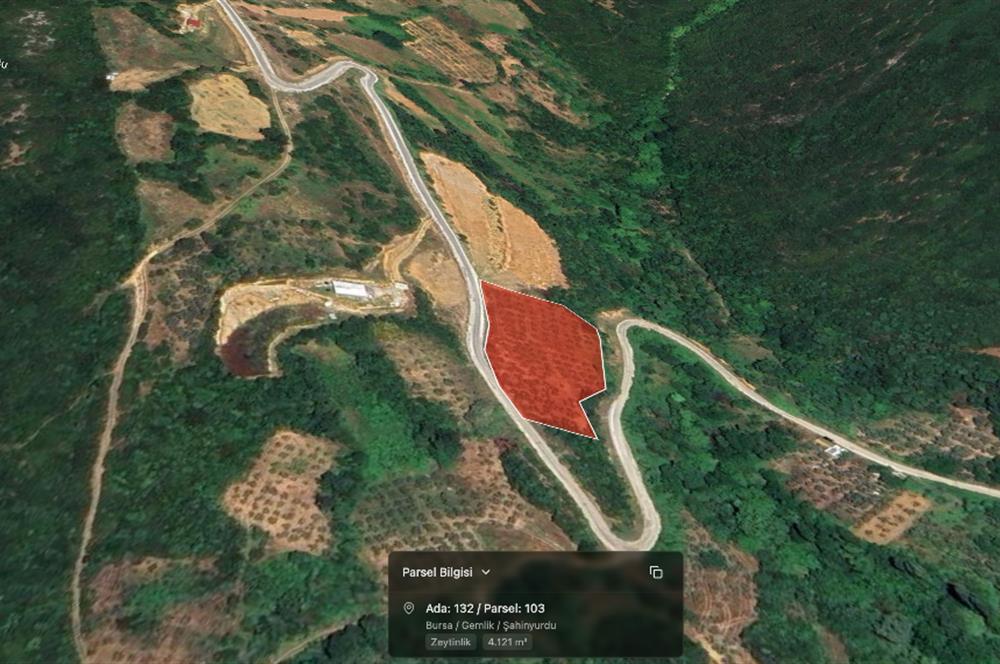 C21 Cius; Asvalta Sıfır 4.120 m2 Bakımlı Masrafsız Zeytinlik