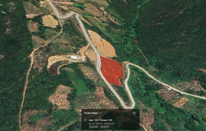 C21 Cius; Asvalta Sıfır 4.120 m2 Bakımlı Masrafsız Zeytinlik