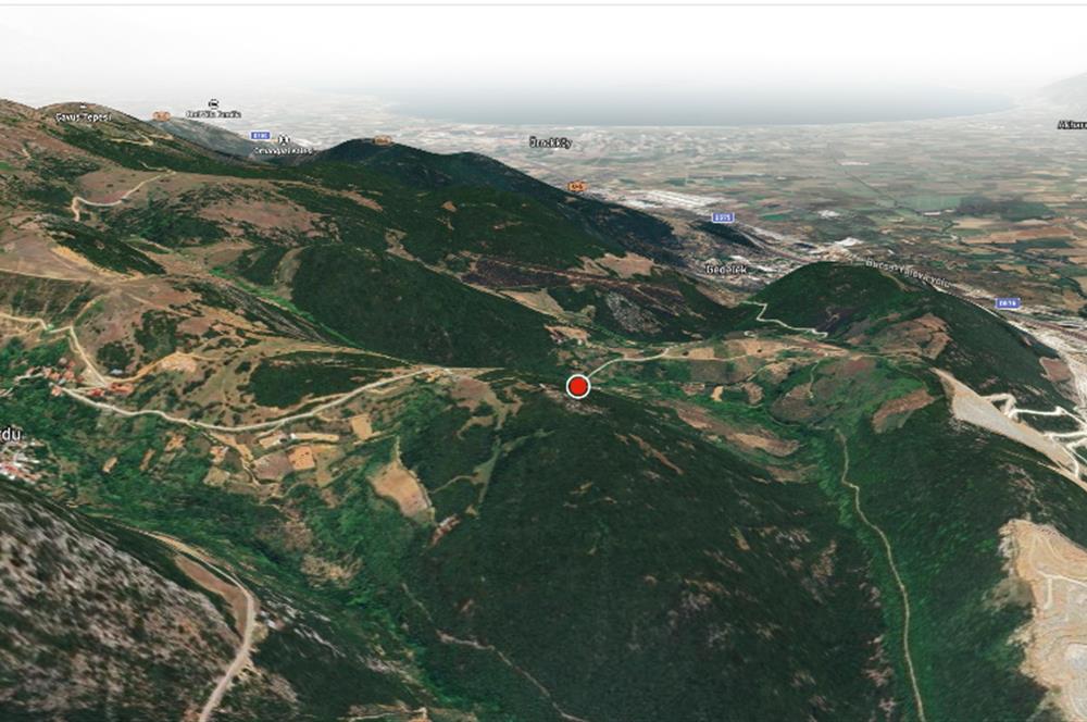 C21 Cius; Asvalta Sıfır 4.120 m2 Bakımlı Masrafsız Zeytinlik