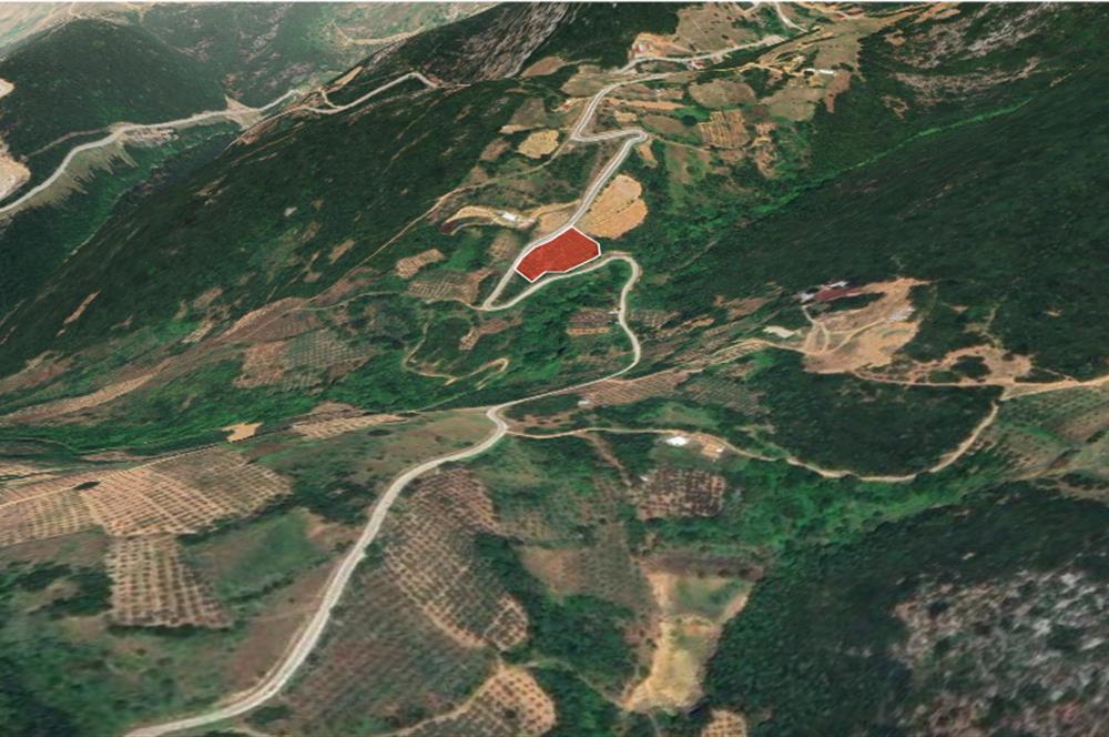 C21 Cius; Asvalta Sıfır 4.120 m2 Bakımlı Masrafsız Zeytinlik