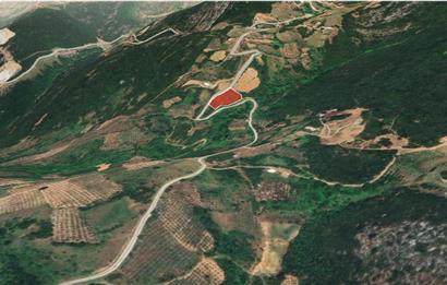 C21 Cius; Asvalta Sıfır 4.120 m2 Bakımlı Masrafsız Zeytinlik