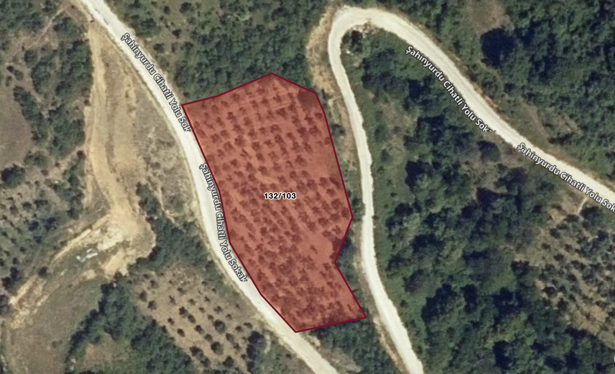 C21 Cius; Asvalta Sıfır 4.120 m2 Bakımlı Masrafsız Zeytinlik