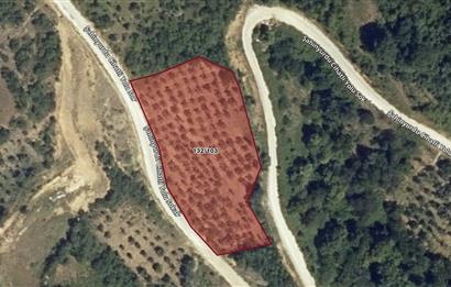 C21 Cius; Asvalta Sıfır 4.120 m2 Bakımlı Masrafsız Zeytinlik