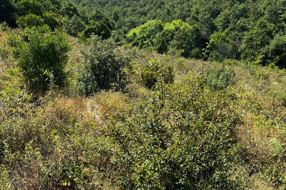 K.Kumla Mah.de Deniz Manzaralı Satılık Tarla