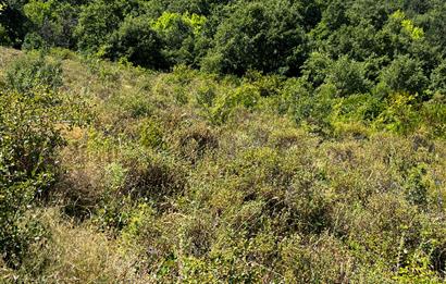 K.Kumla Mah.de Deniz Manzaralı Satılık Tarla