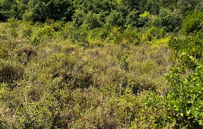 K.Kumla Mah.de Deniz Manzaralı Satılık Tarla