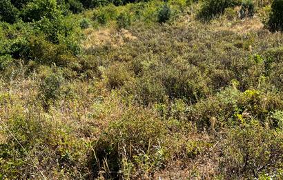 K.Kumla Mah.de Deniz Manzaralı Satılık Tarla