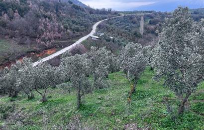 C21 Cius; Asvalta Sıfır 4.120 m2 Bakımlı Masrafsız Zeytinlik