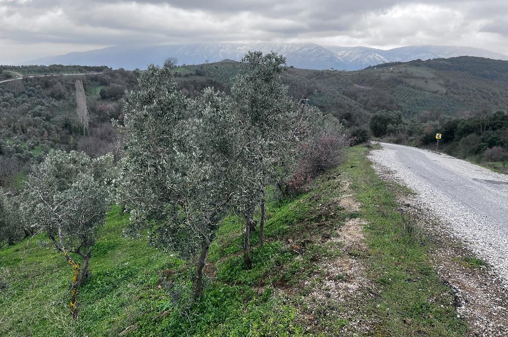 C21 Cius; Asvalta Sıfır 4.120 m2 Bakımlı Masrafsız Zeytinlik