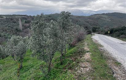 C21 Cius; Asvalta Sıfır 4.120 m2 Bakımlı Masrafsız Zeytinlik