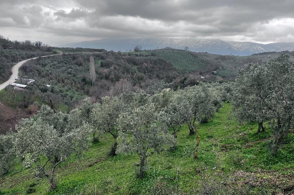 C21 Cius; Asvalta Sıfır 4.120 m2 Bakımlı Masrafsız Zeytinlik