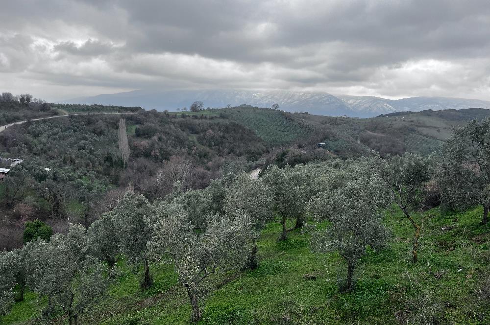 C21 Cius; Asvalta Sıfır 4.120 m2 Bakımlı Masrafsız Zeytinlik