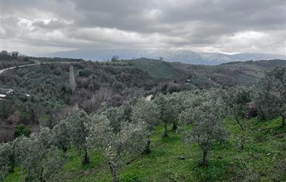 C21 Cius; Asvalta Sıfır 4.120 m2 Bakımlı Masrafsız Zeytinlik