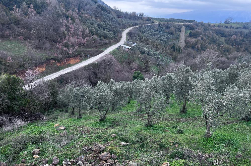 C21 Cius; Asvalta Sıfır 4.120 m2 Bakımlı Masrafsız Zeytinlik