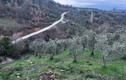 C21 Cius; Asvalta Sıfır 4.120 m2 Bakımlı Masrafsız Zeytinlik