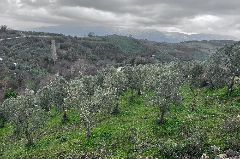 C21 Cius; Asvalta Sıfır 4.120 m2 Bakımlı Masrafsız Zeytinlik