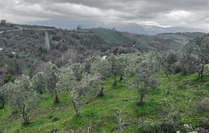 C21 Cius; Asvalta Sıfır 4.120 m2 Bakımlı Masrafsız Zeytinlik