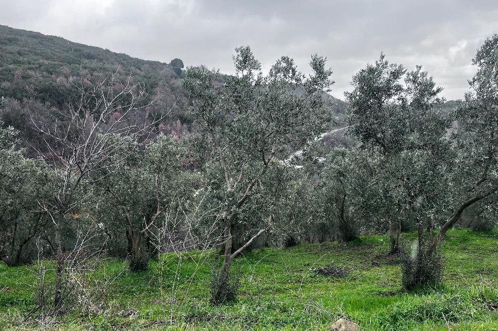 C21 Cius; Asvalta Sıfır 4.120 m2 Bakımlı Masrafsız Zeytinlik